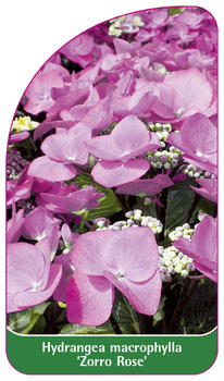 Hydrangea macrophylla 'Zorro Rose'