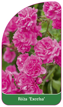 Rosa 'Excelsa'