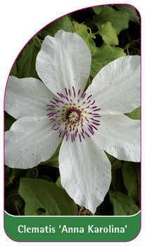 Clematis 'Anna Karolina'