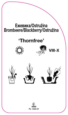 Jezyna bezkolcowa 'Thornfree'