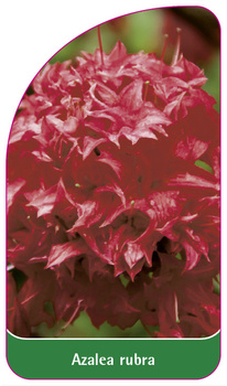 Azalea rubra