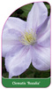 Clematis 'Rozalia'