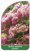 Azalea japonica 'Diemel'