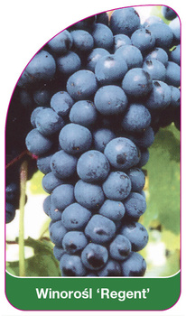 Winorośl 'Regent'