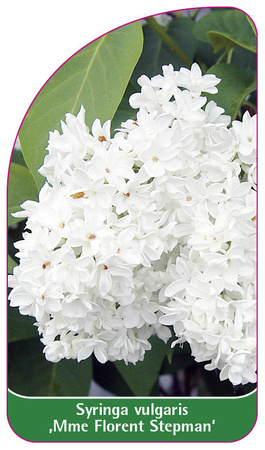 Syringa vulgaris 'Mmme Florent Stepman'