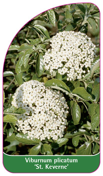 Viburnum plicatum 'St. Keverne'