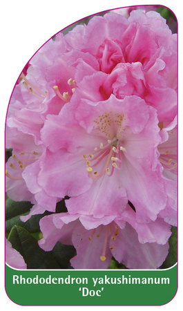 Rhododendron yakushimanum 'Doc'