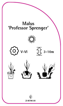 Malus 'Professor Sprenger'