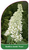 Buddleia davidii 'Peace'