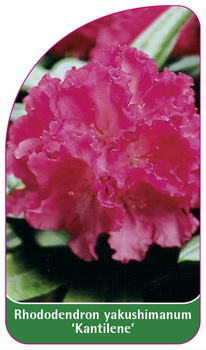 Rhododendron yakushimanum 'Kantilene'