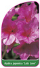 Azalea japonica 'Late Love'