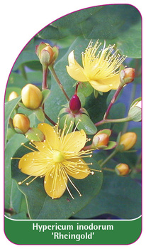 Hypericum indorum 'Rheingold'