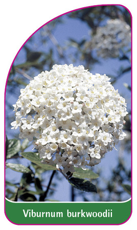 Viburnum burkwoodii