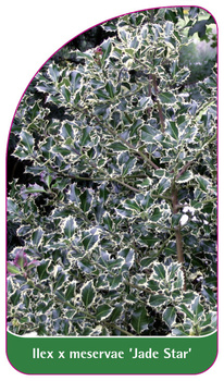 Ilex x meservae 'Jade Star'