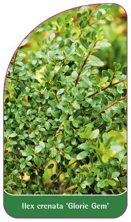 Ilex crenata 'Glorie Gem'
