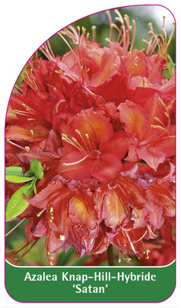 Azalea Knap-Hill-Hybride 'Satan'