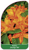 Azalea 'Orange Hit'