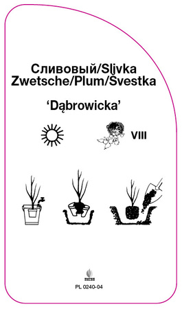 Sliwa 'Dabrowicka'