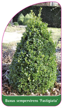 Buxus sempervirens 'Fastigata'