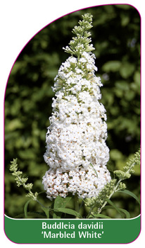 Buddleia davidii 'Marbled White'