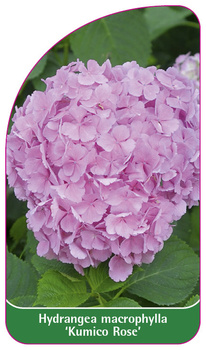 Hydrangea macrophylla 'Kumico Rose'