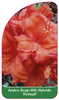 Azalea Knap-Hill-Hybride 'Fireball'
