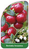 Vaccinium vitis-idaea 'Borówka brusznicá'
