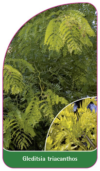 Gleditsia triacanthos