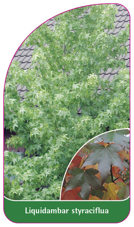 Liquidambar styraciflua