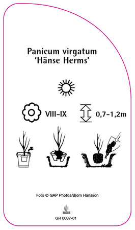 Panicum virgatum 'Hänse Herms'