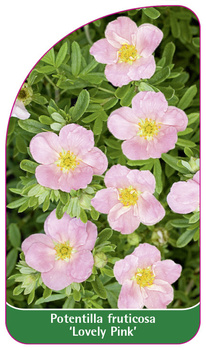 Potentilla fruticosa 'Lovely Pink'