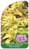 Spiraea x vanhouteii 'Gold Fountain'