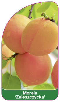 Morela 'Zaleszczycka'