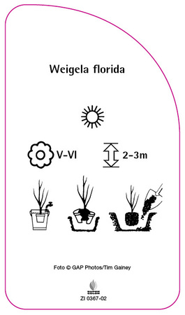 Weigela florida