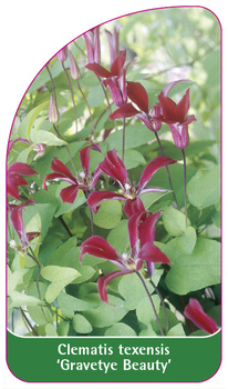 Clematis texensis 'Gravetye Beauty'