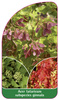 Acer tataricum subspecies ginnala