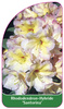 Rhododendron-Hybride 'Santorina'