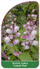 Deutzia scabra 'Codsall Pink'