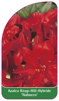 Azalea Knap-Hill-Hybride 'Nabucco'
