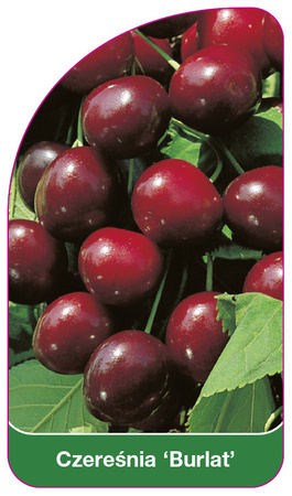 Třešeň 'Burlat'