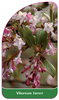 Viburnum farreri