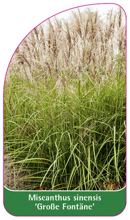 Miscanthus sinensis 'Große Fontäne'