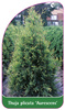 Thuja plicata 'Aurescens'