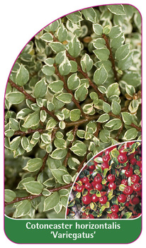 Cotoneaster horizontalis 'Variegatus'
