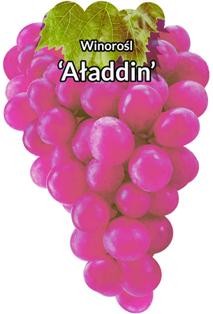 Winorośl Alladyn