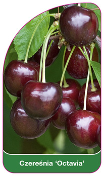 Czeresnia 'Octavia'