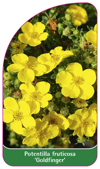Potentilla fruticosa 'Goldfinger',
