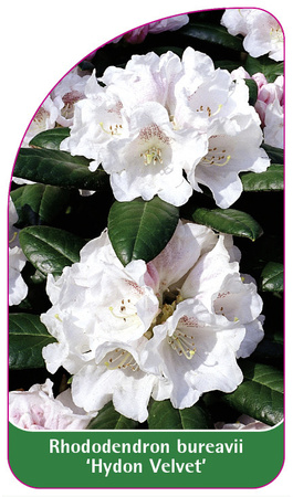 Rhododendron bureavii 'Hydon Velvet'