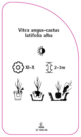 Vitex angus-castus latifolia alba