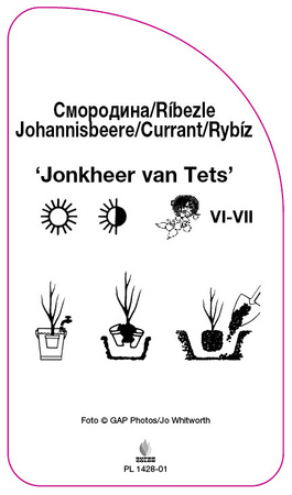 Rybíz 'Jonkheer van Tets'